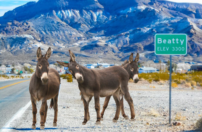 Beatty Burros