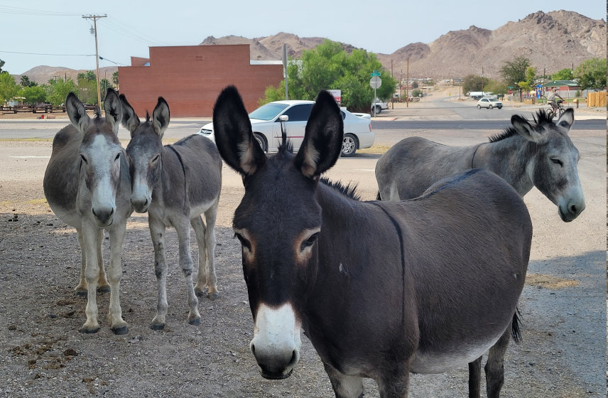 Beatty Burros